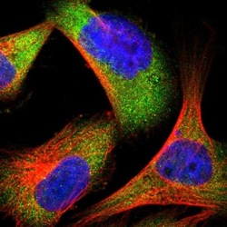 Endophilin B1/Bif-1 Antibody, Novus Biologicals 0.1mL; Unlabeled:Antibodies,